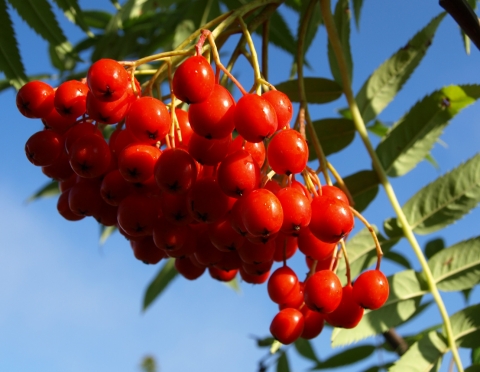 Jarząb mieszańcowy (Sorbus x) 